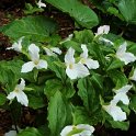 Trillium grandiflorum (2)